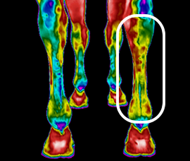 IRT - Thermal Imaging Injury Detection