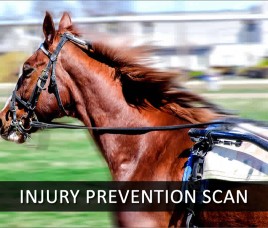 Monitor the Health of Your Horse in Training