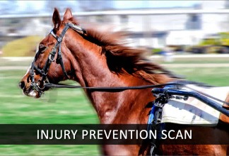 Monitor the Health of Your Horse in Training