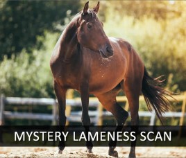 Quickly Identify The Cause of Your Horse’s Lameness