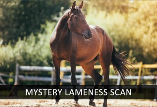 Quickly Identify The Cause of Your Horse’s Lameness
